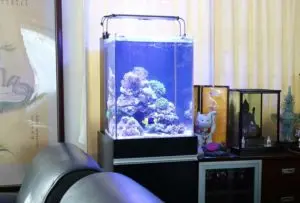 海藻を水槽で育てるリフジウム水槽とは！作り方と最適な水槽・機材の