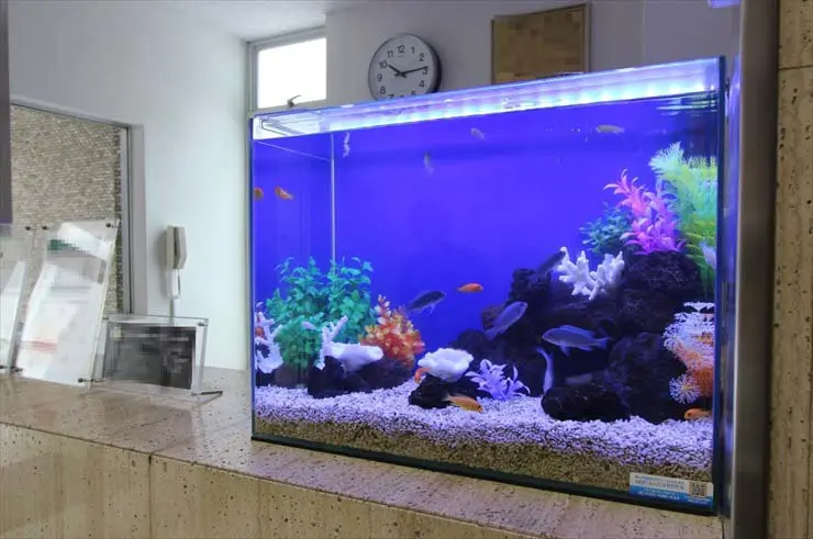 溶岩砂利 レイアウト 水草水槽に使うおすすめのレイアウト石4種を解説し