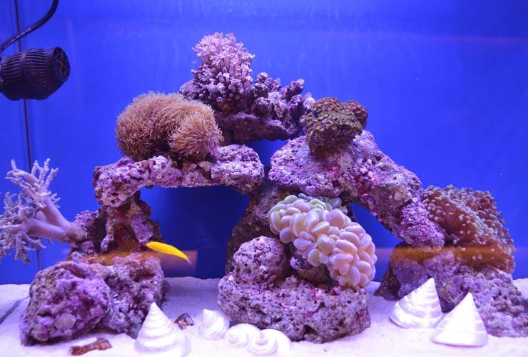サンゴのポリプが開かない 原因と改善方法 サンゴをイキイキさせよう トロピカ