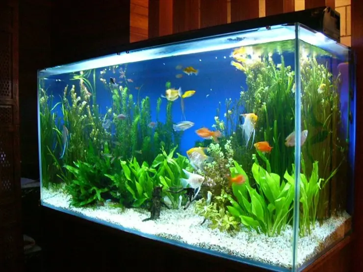 アクアリウム用品大処分！！ 使わなくなったアクアリウム用品売って買い物する！ ＃aquarium