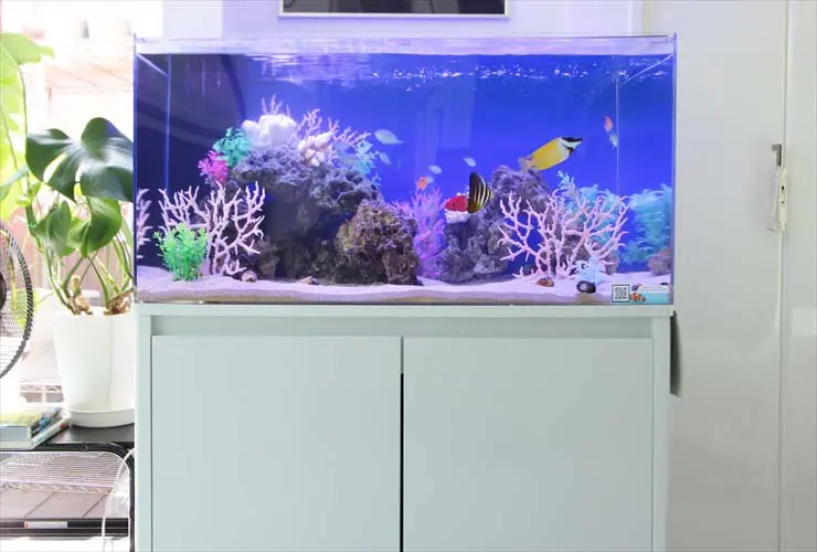海水魚水槽　生体含む一式 春日井海水】新生活を海水魚と共にどうでしょう？小型水槽セット特売中