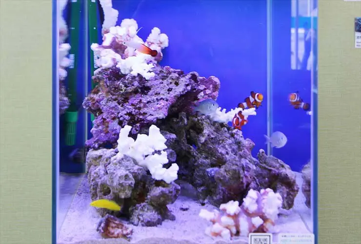 プロが教える】海水魚水槽を立ち上げるための基礎知識と設備の価格