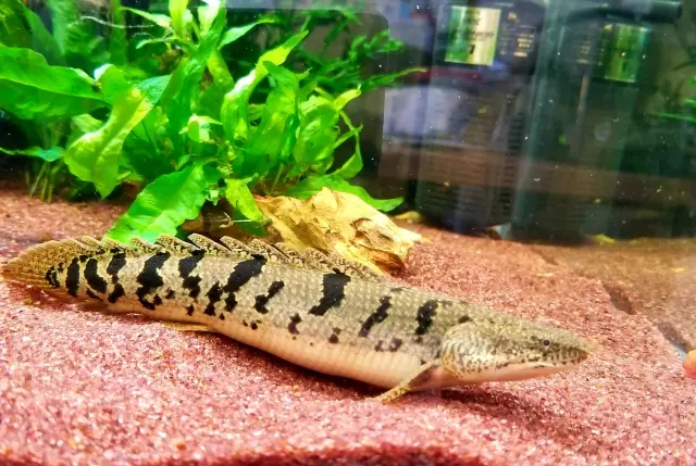 神秘の古代魚！ポリプテルスの種類と特徴、飼育方法や最大の魅力とは