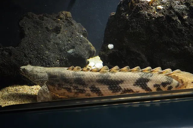 神秘の古代魚！ポリプテルスの種類と特徴、飼育方法や最大の魅力とは