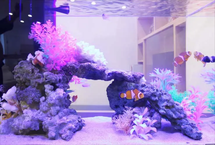 プロが教える】海水魚水槽を立ち上げるための基礎知識と設備の価格