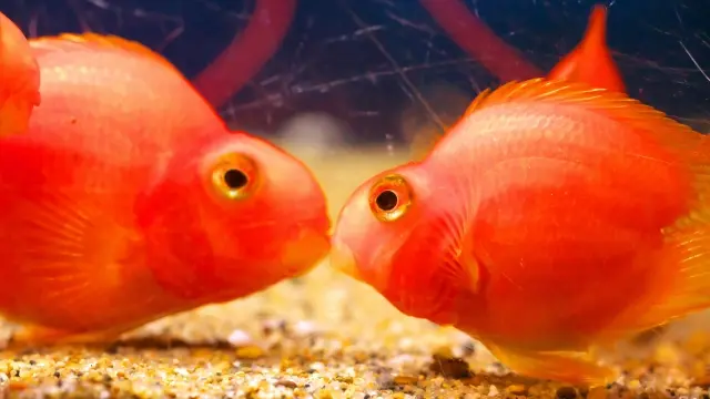 熱帯魚のペアを見分けよう! プロが選ぶペアで飼育を楽しめる熱帯魚5選 
