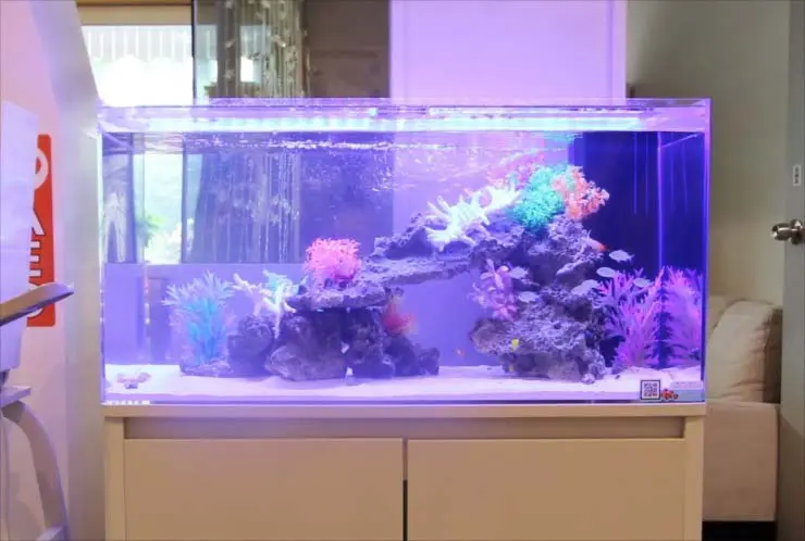 透明 海水 熱帯魚 水槽 プロが教える】海水魚水槽を立ち上げるための基礎知識と設備の価格
