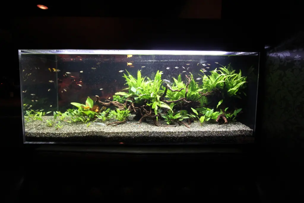 右から見ても綺麗なレイアウト　アクアリウム　水槽 両面から見える水槽を作ろう！これがアクアガーデンのレイアウト術だ