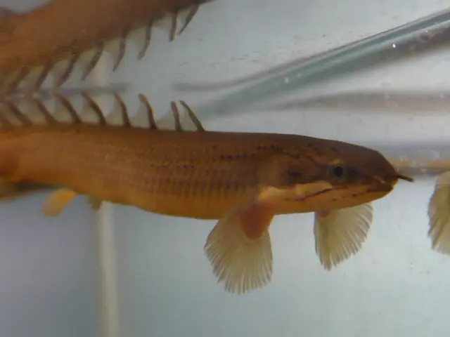 神秘の古代魚！ポリプテルスの種類と特徴、飼育方法や最大の魅力とは