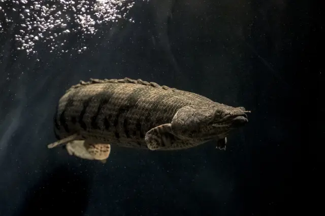 神秘の古代魚！ポリプテルスの種類と特徴、飼育方法や最大の魅力とは