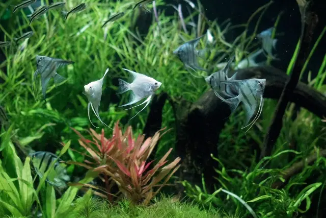 水槽にシェルターを入れよう！熱帯魚が隠れやすいおすすめのシェルター