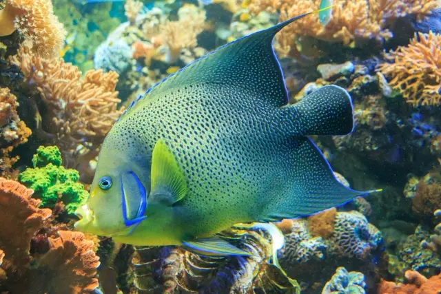 海水魚　キンチャクダイ　生体　約15-20㎝　/アクアリウム　タテキン　ヤッコ　サンゴ　珊瑚 海水魚・ヤッコ】ウズキン (1匹)±10-12cm(サンプル画像）（生体）(海水