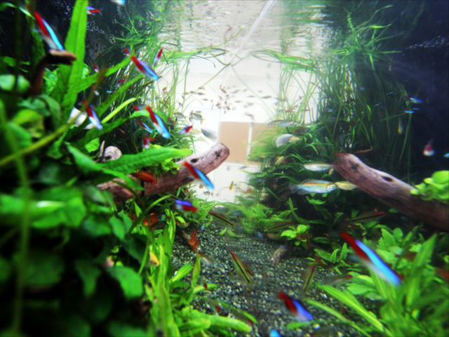 繁殖しやすい熱帯魚ベスト3 卵 稚魚をうまく隔離飼育する方法も トロピカ