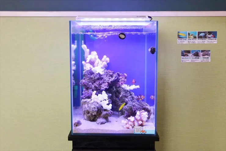 ライブサンドがおすすめな理由！海水魚水槽に使うメリット・デメリット