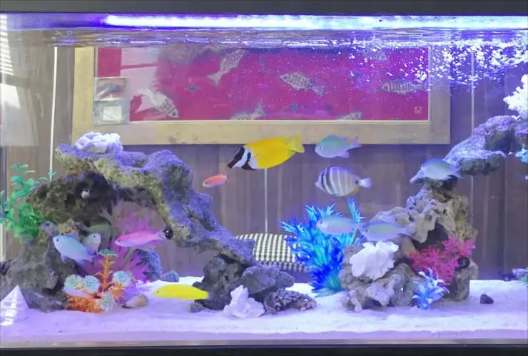 海水魚は水槽に投入する順番が大切！混泳を成功させる方法を解説します