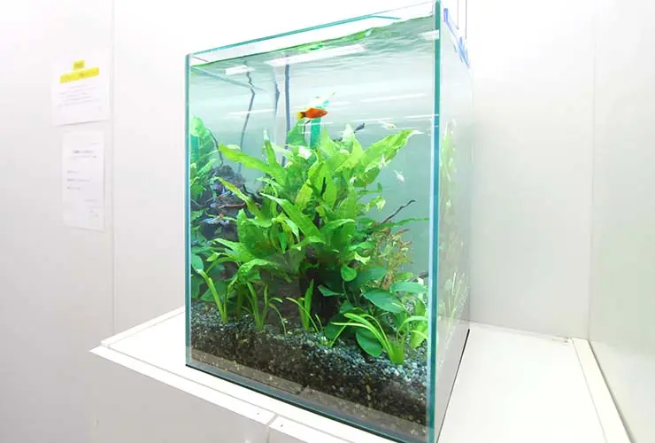 水槽のプロが伝授！水槽を設置してから熱帯魚を投入するまでの期間や