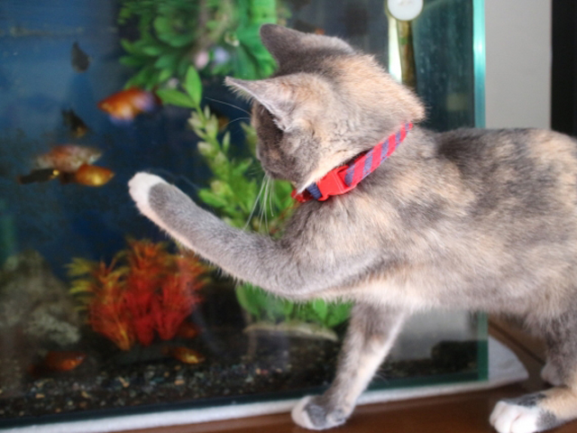 猫は金魚を食べるのか 熱帯魚と他の動物を一緒に飼うためのポイント トロピカ