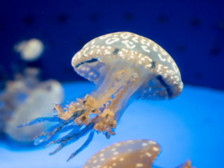 クラゲはかわいい！クラゲの魅力と生態を解説！おすすめの水族館もご紹介