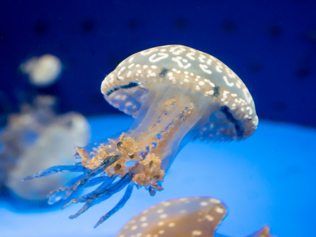 クラゲはかわいい クラゲの魅力と生態を解説 おすすめの水族館もご紹介