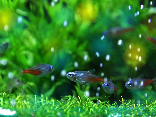 小型美魚ランキング12選 大きくならない 美しい小型熱帯魚をご紹介 トロピカ
