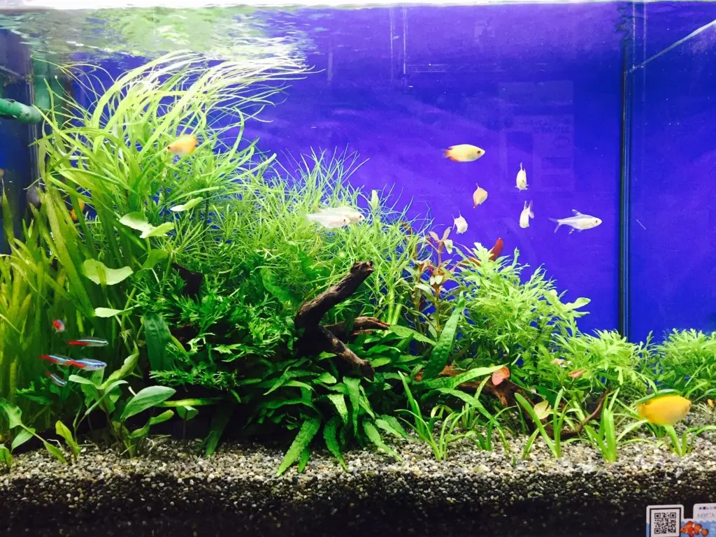 成長が早い水草TOP5！素早くボリュームアップできる水草を入れてみよう