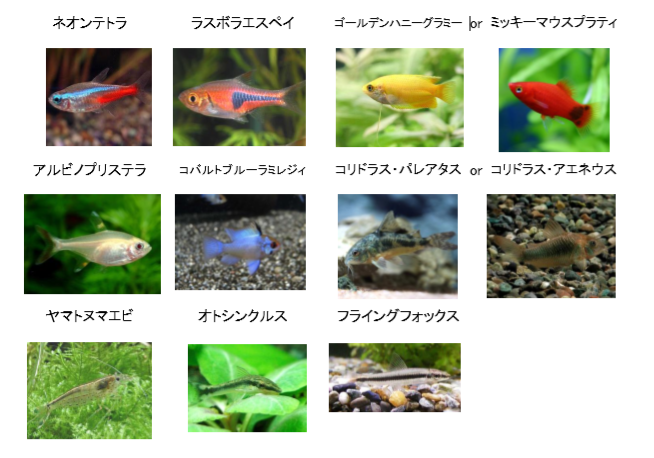 淡水魚水槽の混泳！アクアガーデン式『ケンカしない組合せ』公開