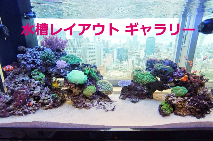 プロが作る水槽レイアウト10選！初心者でもすぐできる3大構図別に解説
