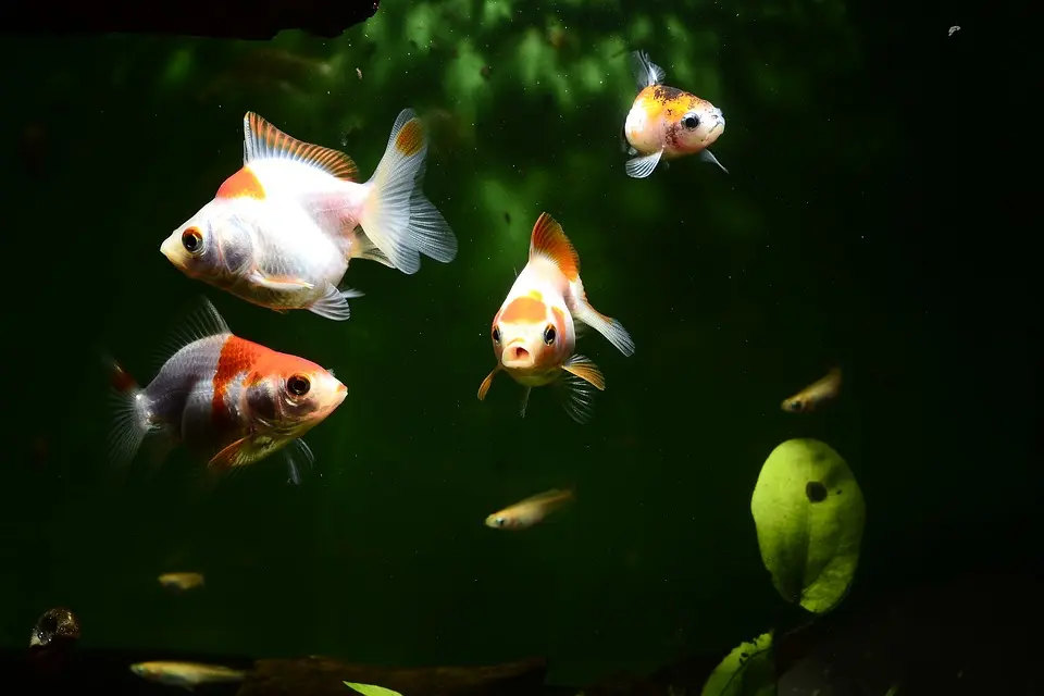 浄化槽用のブロアー めだか 金魚 熱帯魚に 魚用 自動給餌器 魚 餌やり器 熱帯魚 金魚 きんぎょ メダカ 水槽用