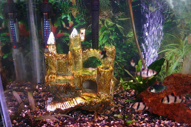 水槽にシェルターを入れよう！熱帯魚が隠れやすいおすすめのシェルター