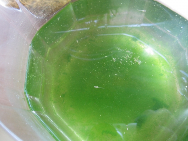 飼育水が緑色に 透明で濁りのない水槽にするには 除去方法教えます トロピカ