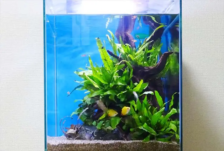 水草水槽に魚は必要？水草育成に最適なろ過システム・生体の種類とは