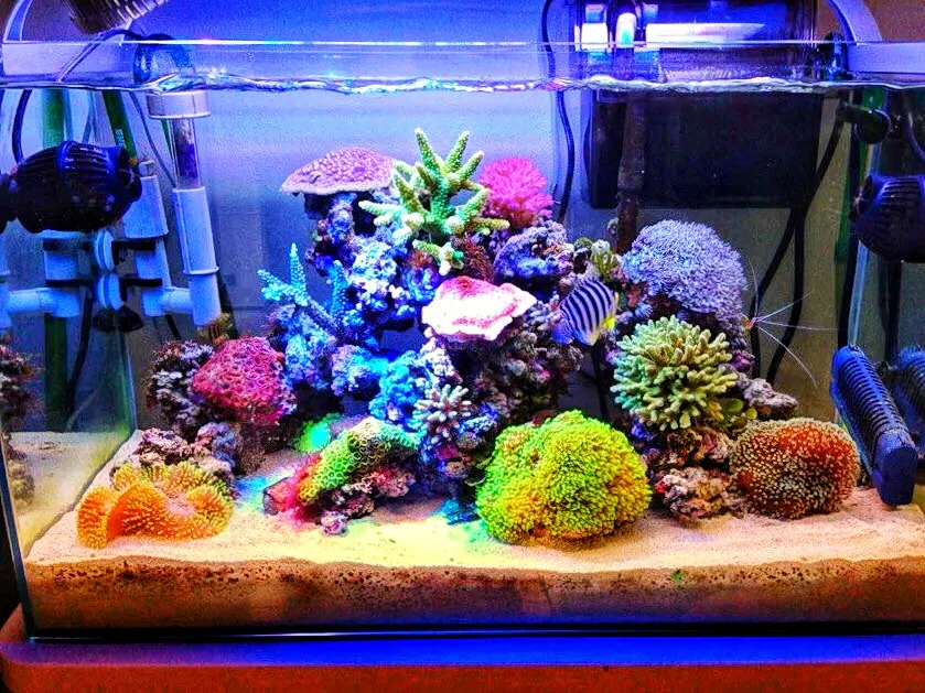 プロが選ぶ！海水60㎝水槽におすすめな海水魚の組合せかたを解説します