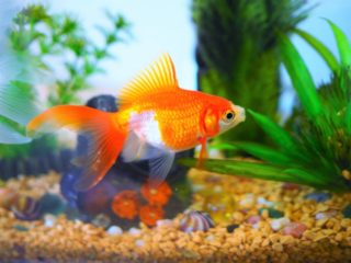 アクアリウムの底床の色の選び方!底砂で水槽の雰囲気を変えるコツとは