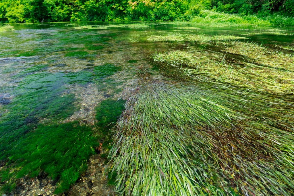 成長が早い水草top5 素早くボリュームアップできる水草を入れてみよう トロピカ