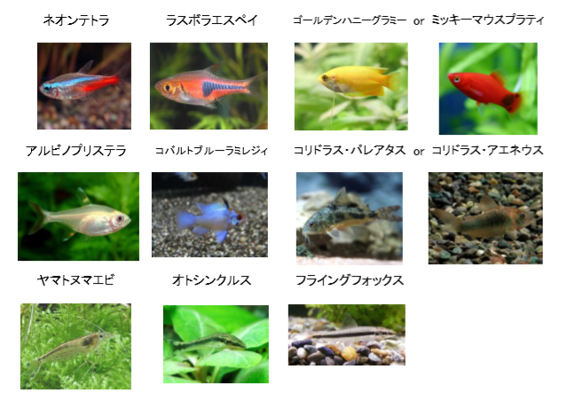 淡水魚水槽の混泳！アクアガーデン式『ケンカしない組合せ』公開