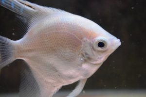 白い熱帯魚！冬の時期にぴったり！手軽に飼える種類をプロが紹介します