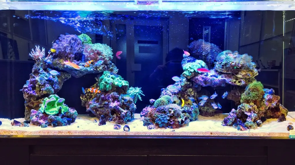海水魚は水槽に投入する順番が大切！混泳を成功させる方法を解説します