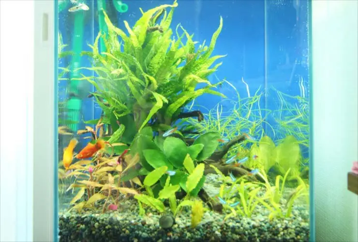 90水槽一式+飼育用品　水草　大型魚　繁殖用　引き取り限定 事務所内の90cm水槽その1！水草が生きいきとした淡水水槽｜東京アクア