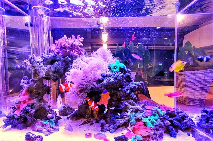 海水魚飼育セット 60cm 楽天市場】海水魚 水槽セット 60cmの通販