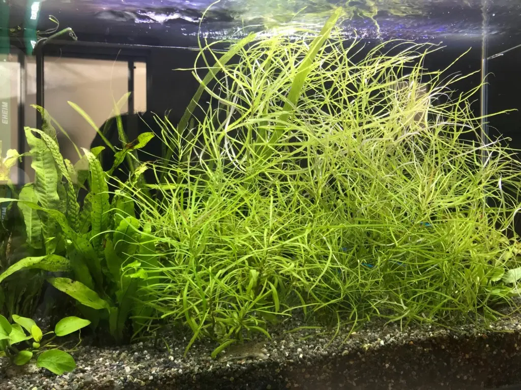 成長が早い水草TOP5！素早くボリュームアップできる水草を入れてみよう