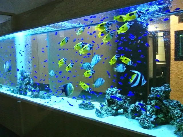 熱帯魚水槽とアクアリウムの違いとは｜アクアリウム情報メディア トロピカ