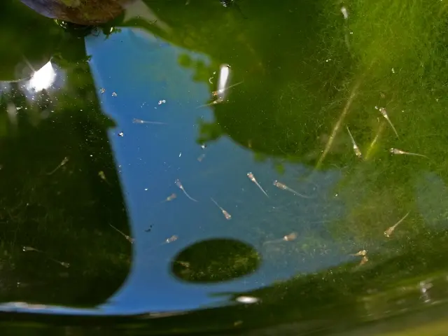 飼育水が緑色に！透明で濁りのない水槽にするには！除去方法教えます