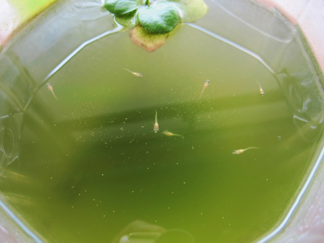 飼育水が緑色に 透明で濁りのない水槽にするには 除去方法教えます トロピカ