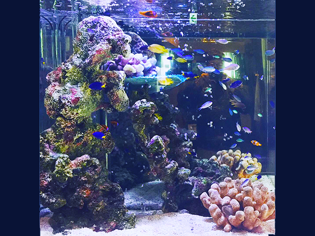 海水魚 珊瑚 水槽 ライブロック 擬岩 ハンドメイド-