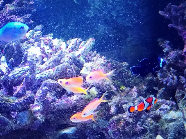 海水魚と水槽の中のもの好きなだけ 海水魚水槽の混泳！アクアガーデンが採用する組み合わせお教えします
