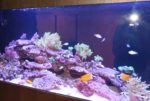 海水魚水槽にヤドカリを入れよう ヤドカリの特徴からメリット デメリットを解説 トロピカ