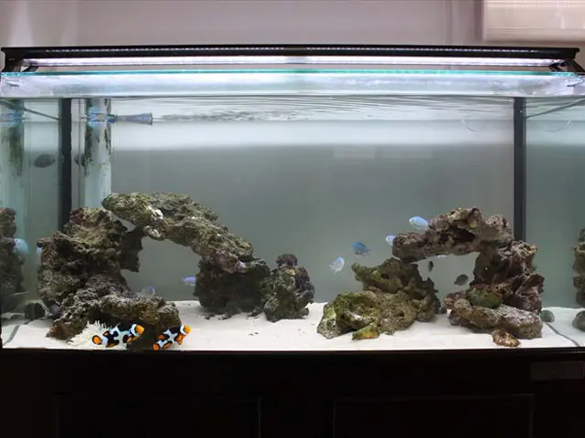熱帯魚水槽とアクアリウムの違いとは｜アクアリウム情報メディア トロピカ