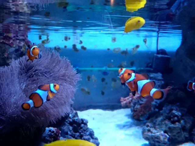 海水魚水槽の混泳！アクアガーデンが採用する組み合わせお教えします