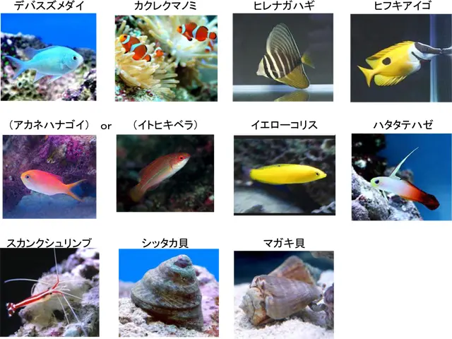 海水魚と水槽の中のもの好きなだけ 海水魚水槽の混泳！アクアガーデンが採用する組み合わせお教えします