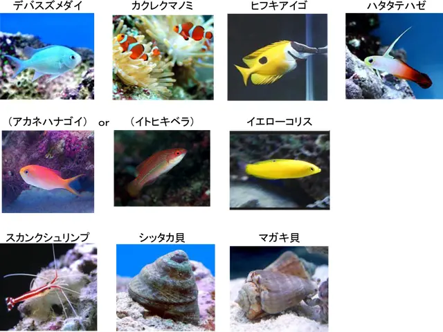 海水魚水槽の混泳！アクアガーデンが採用する組み合わせお教えします